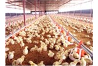 养鸡设备育雏应选用合适的保温设备