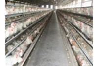 养鸡机械设备的安装及技术条件
