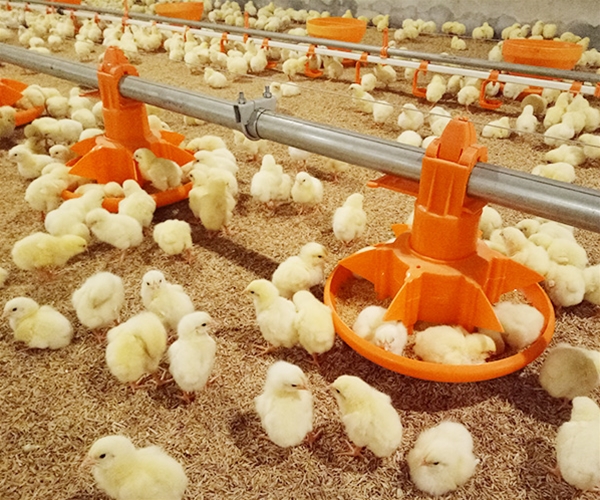 Plate feeding system for broilers