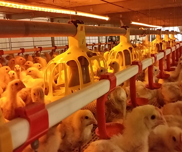 Broiler net breeding system