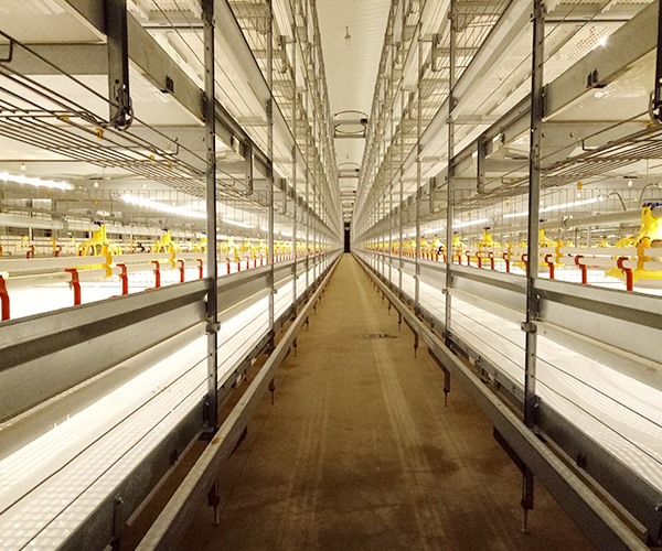 Broiler cage system