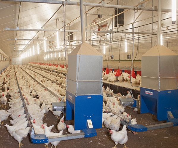 Suspended hen chain feeding system