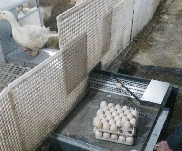 Automatic egg laying box for Zhongyu science and technology duck