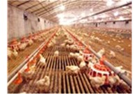 塑料漏粪地板养鸡场的必选设备？