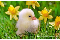 Dry goods | Spring temperature difference is large, raising chicks requires careful attention!