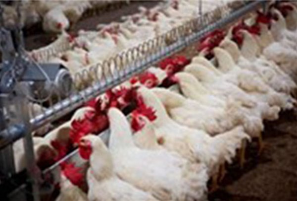 Don't let gender discrimination appear in your chicken coop