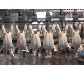 China is the first Russian poultry exporter whose poultry supply to China exceeded $500 million