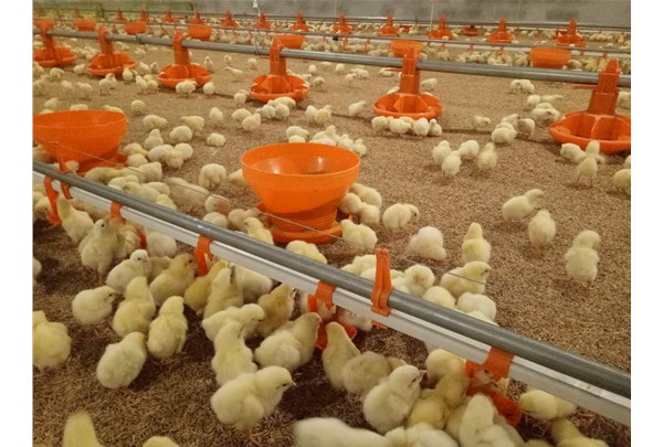 Design ventilation and airflow for the comfort of broiler chickens