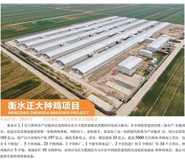 Hengshui Zhengda breeding chicken project