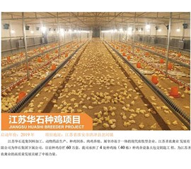 Jiangsu Huashi breeding chicken project