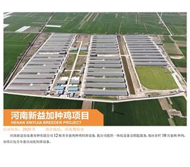 Henan Xinyi plus breeding chicken project