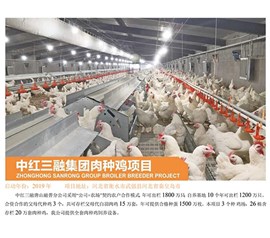 Zhonghong Sanrong Group meat breeding chicken project