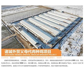 Zhucheng foreign trade parents meat breeding chicken project
