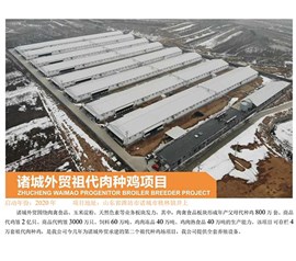 Zhucheng foreign trade ancestor meat breeding chicken project
