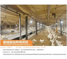 Zhucheng Yixian breeding chicken project