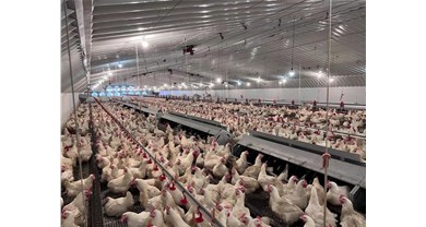 你以为非笼养就得高大上？其实并没那么神秘，道家曰“顺其自然”而已！