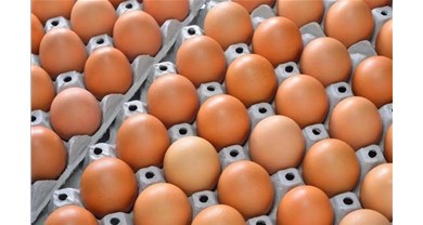 蛋价难再暴涨！中国蛋鸡产业正走“美国老路”？从业者该醒了