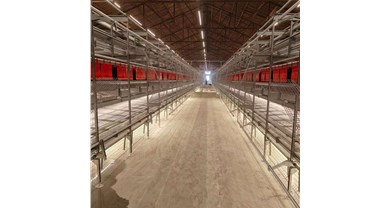 诸城中裕与大连韩伟合作蛋鸡非笼养项目顺利完工！