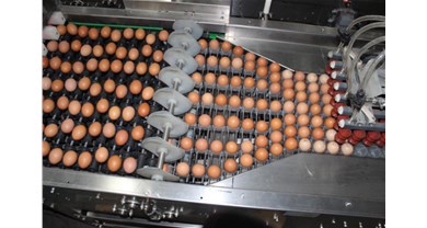 深耕品质，科技护航 ：中裕种蛋处理流程揭秘
