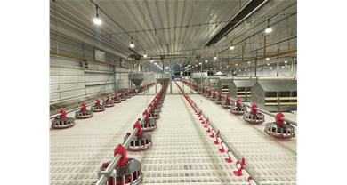 种鸡喂料选对料线，绞龙塞盘干货解析