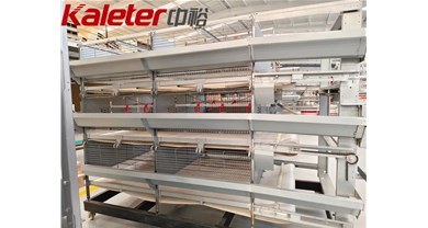 育雏育成抓根基：两大要点，决定蛋鸡养殖效益
