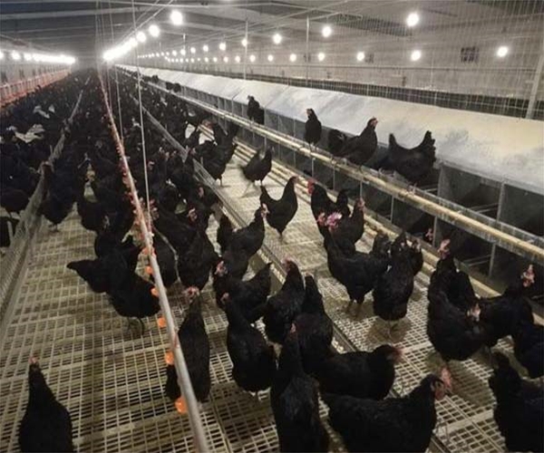 Xinjiang project