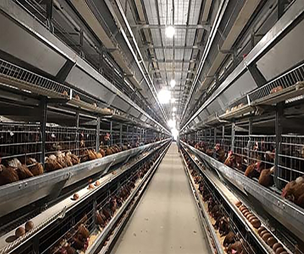 Cage system