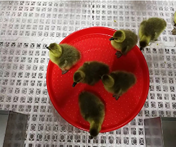 Open dish for ducks