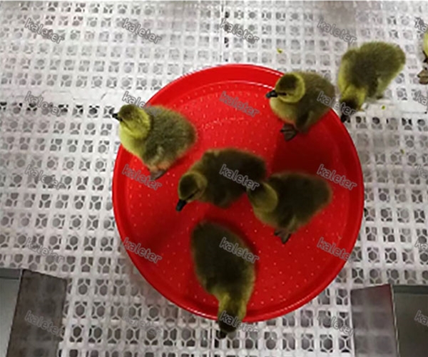 鸭用开食盘