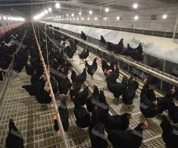新疆项目